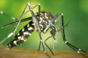 mosquit_chikungunya_noti.jpg