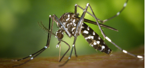 L’OMS deixa de considerar el virus Zika una emergència de salut pública d’importància internacional