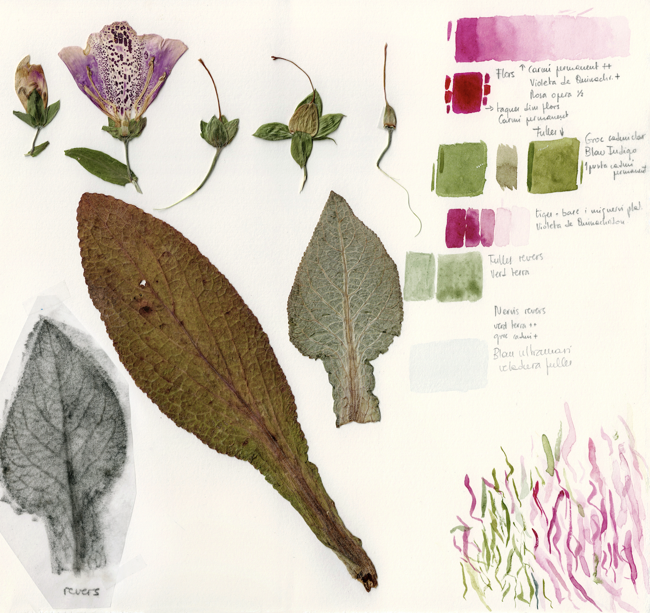 Vine al setembre a visitar l'exposició Jardí Bauma de la infermera Rosa Heras
