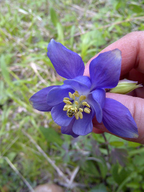 Foto flor lila_ok_interior.jpg